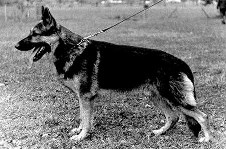 Axel von der Pelztierfarm | German Shepherd Dog 