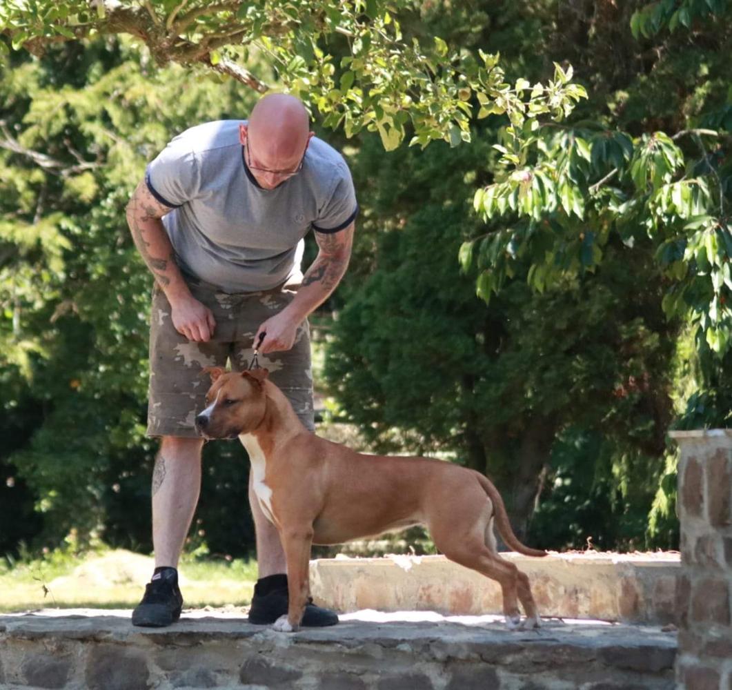Schlotz Klink Gertrud du Chemin des Moulins | American Staffordshire Terrier 