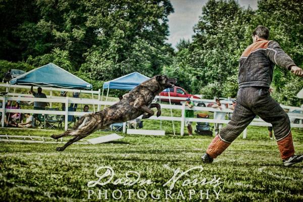 Vrijheid's G' Fosco | Dutch Shepherd 