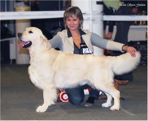 Sansibiliti Solo Suerte | Golden Retriever 