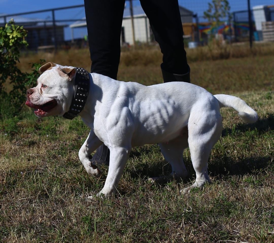 Taylor Made's Targa of Cannon Bulldogs | Olde English Bulldogge 