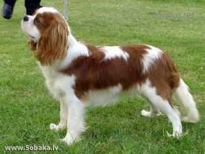 Maibee Disenchanted | Cavalier King Charles Spaniel 