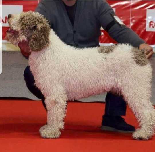 Thormilla de Ubrique | Spanish Water Dog 
