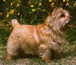 Chidley Love 'em and Leave 'em | Norwich Terrier 