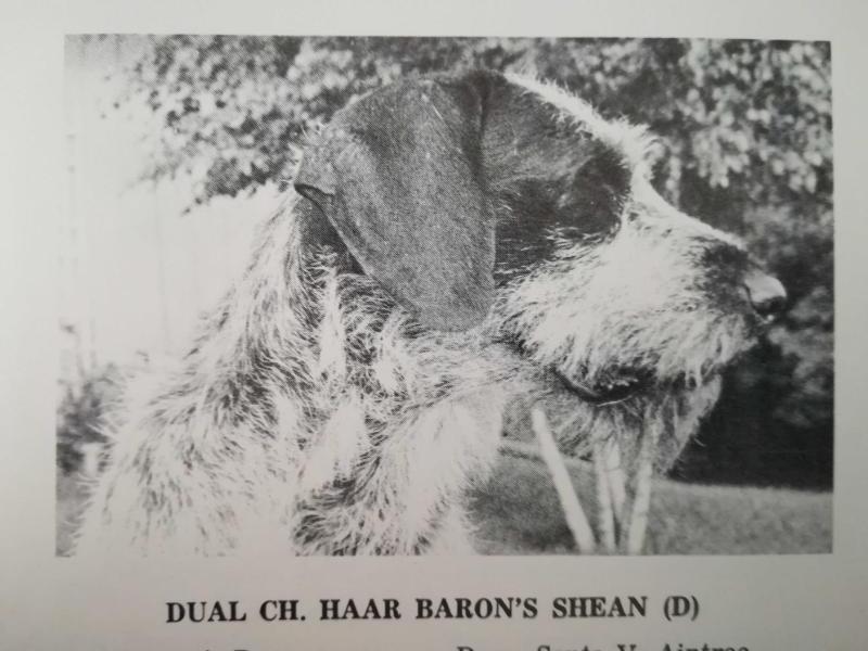 HAAR BARON'S SHEAN (D) | German Wirehaired Pointer 