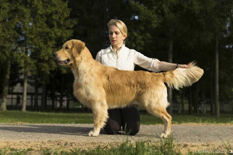 Anri De Sar | Golden Retriever 