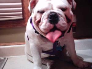 Motowns bella | Olde English Bulldogge 