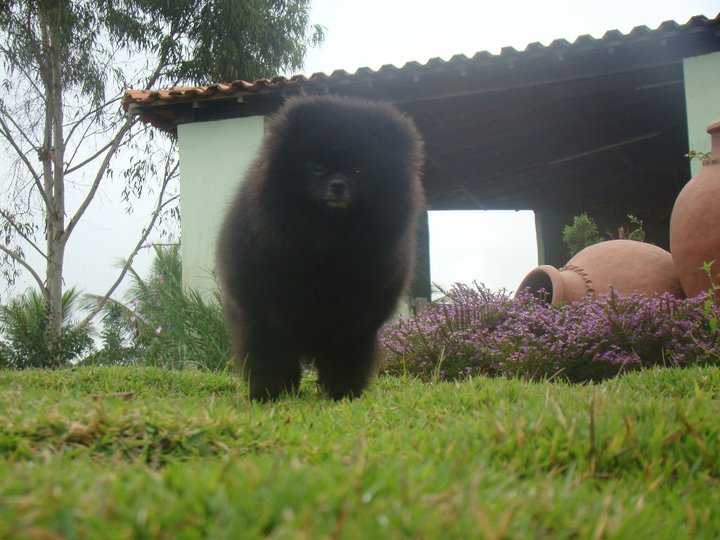 Br Extasy Girl Dark Side | Pomeranian 