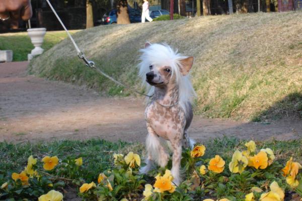Red Bow Less FalaZairroo | Chinese Crested 