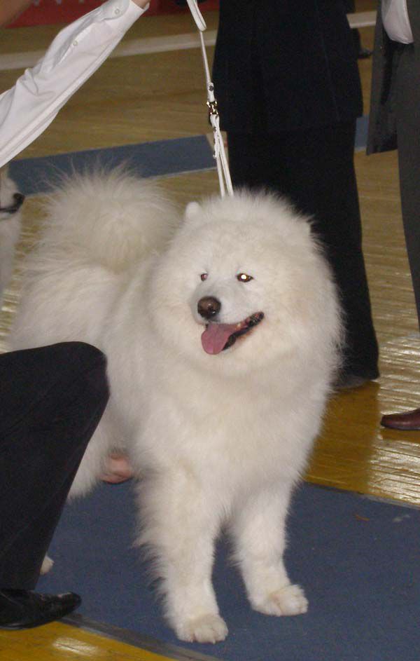 Serenada Severnoy Doliny Talisman | Samoyed 