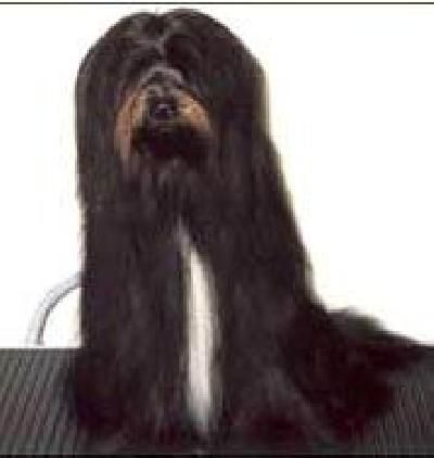 MALISHAR'S DAD-PA RINCHENPO | Tibetan Terrier 