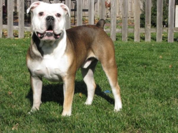 Pelto's Tucker | Olde English Bulldogge 