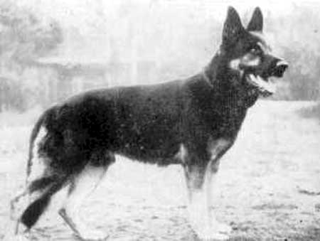 Seigo aus der Espenstätte | German Shepherd Dog 