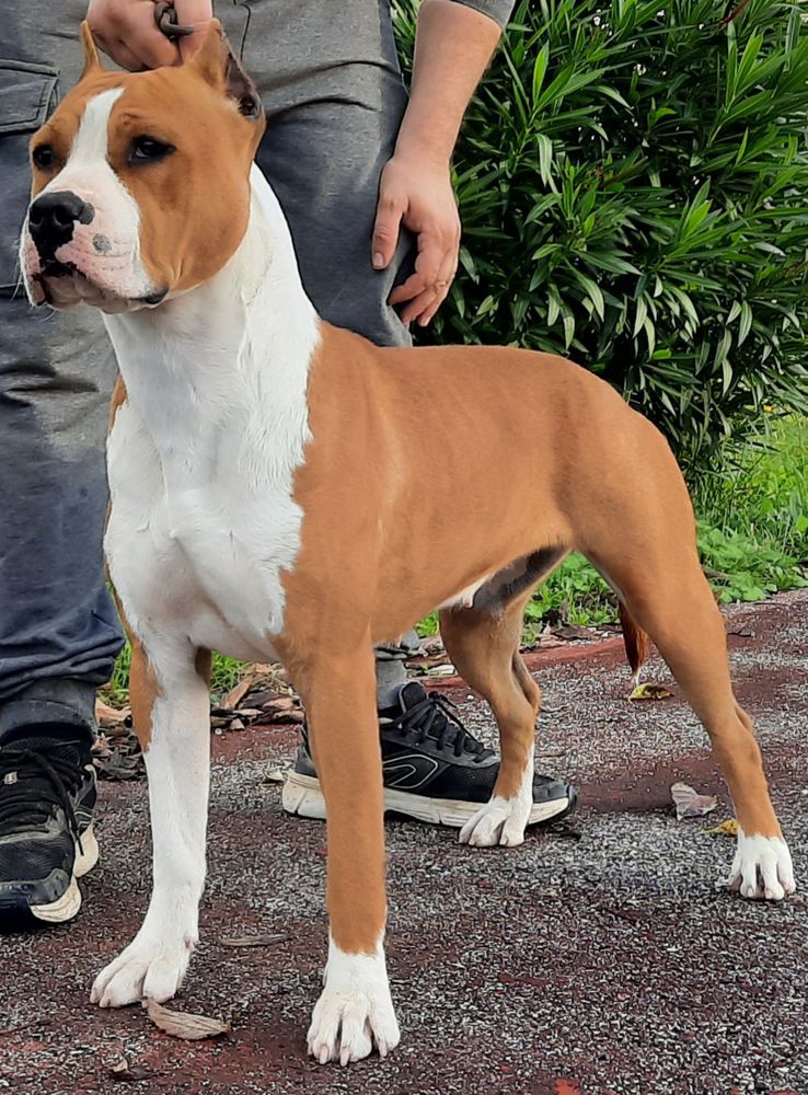 Sistaff’s waiting more | American Staffordshire Terrier 
