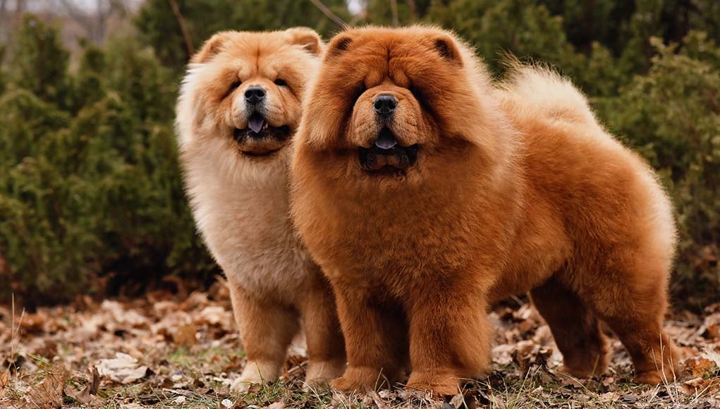 Chow Chow