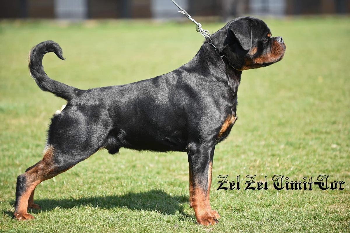 Zel-zel Timit-Tor | Rottweiler 