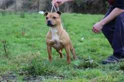 Moystaff Buffalo Lady | Staffordshire Bull Terrier 