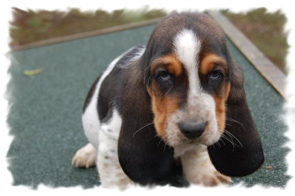 H'Isidore des Terres des Forges | Basset Hound 