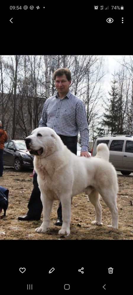 Olympic star Odin | Central Asian Shepherd Dog 