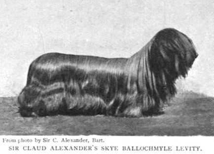 Ballochmyle Levity | Skye Terrier 