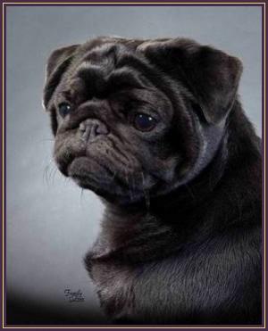 Daggit Farms Harry Potter | Pug 