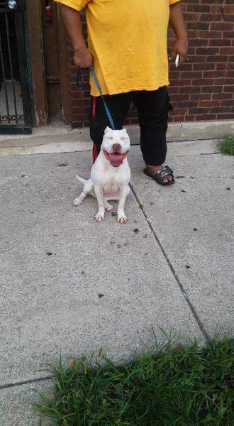 Snow | American Pit Bull Terrier 