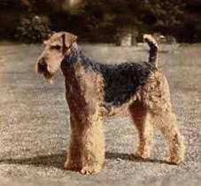 Jokyl Smart Guy | Airedale Terrier 