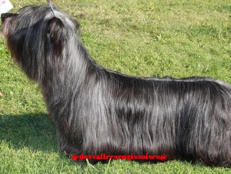 Promise Done To Whimzy des Vallees Engissoises | Skye Terrier 