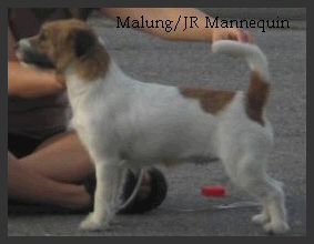 Malung JR Mannequin | Jack Russell Terrier 