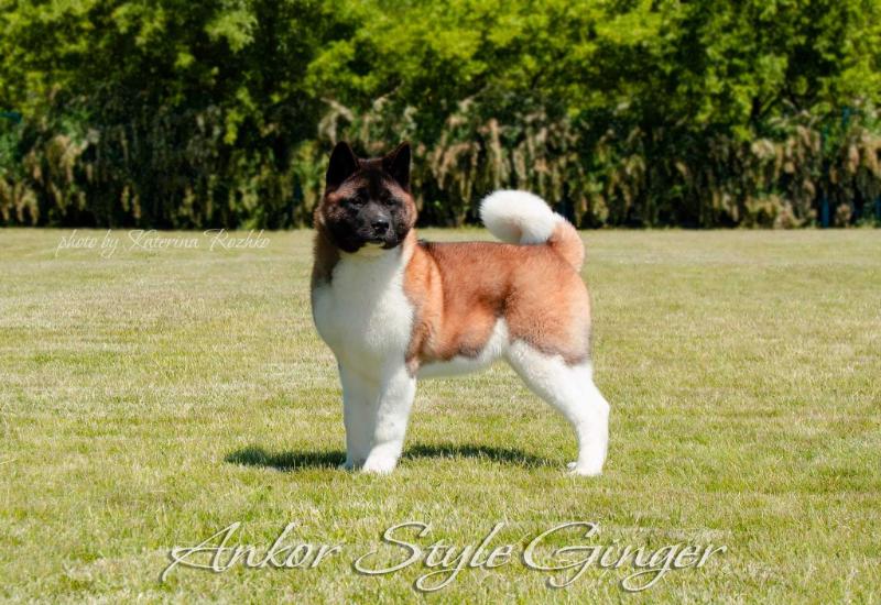 Ankor Style Ginger | Akita 