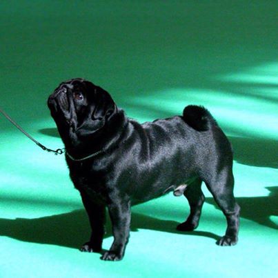 Eastonite blue moon | Pug 