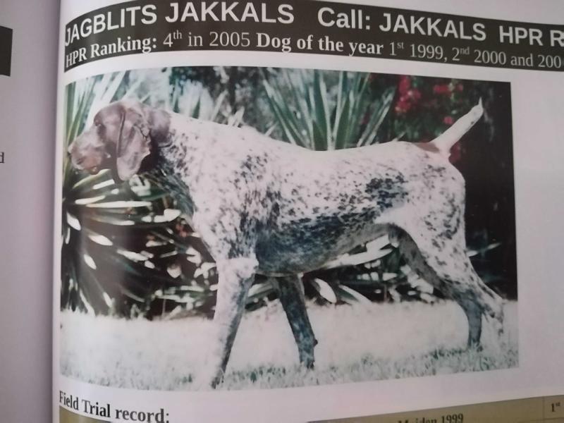 JAGBLITS JAKKALS NA | German Shorthaired Pointer 