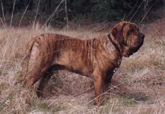 31 BUBBA II DO ESHABETA II | Fila Brasileiro 