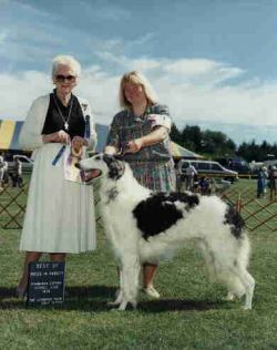 Pagerr Panda Bear | Borzoi 