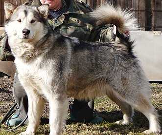 NORTS PEARL NOLLA | Alaskan Malamute 