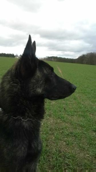 Armin de Alphaville Bohemia | Dutch Shepherd 