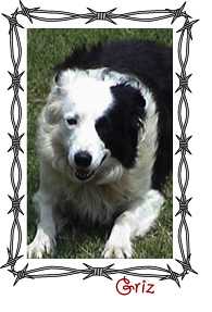 McGrizwald ABC 71262 | Border Collie 