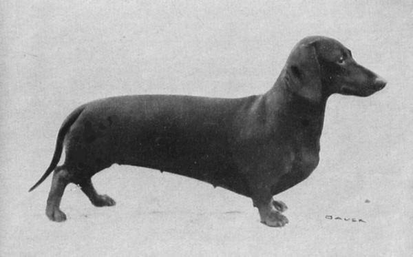 Asbeck's Marga | Dachshund 