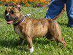 Jarried Berrirg | Staffordshire Bull Terrier 