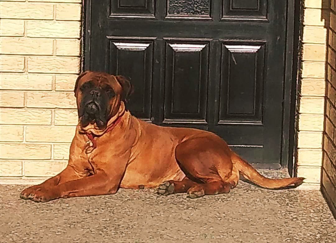 Cane Guardiano LUXURY AT BHB | Bullmastiff 