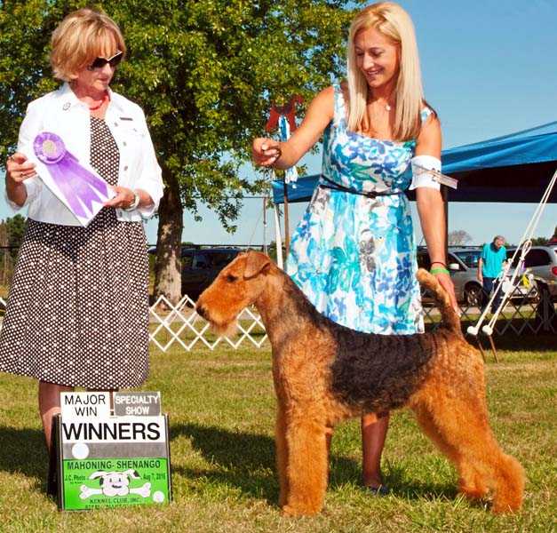 Joval Faith &amp; Glory of Love | Airedale Terrier 