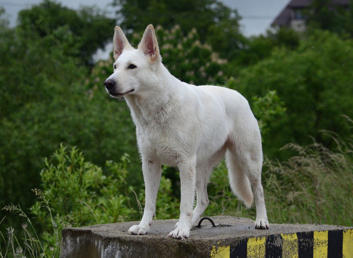 April River Bohemian Bluemoon | White Swiss Shepherd Dog 