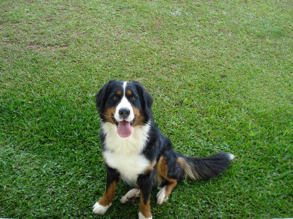 Karuna´s Bess Salgado Der Haus | Bernese Mountain Dog 