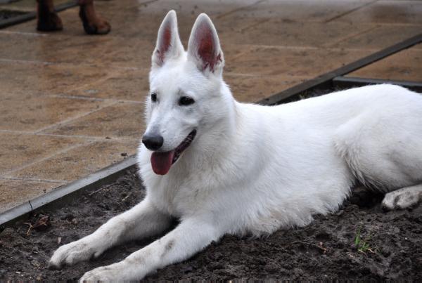 Tacco Acabo Czech | White Swiss Shepherd Dog 