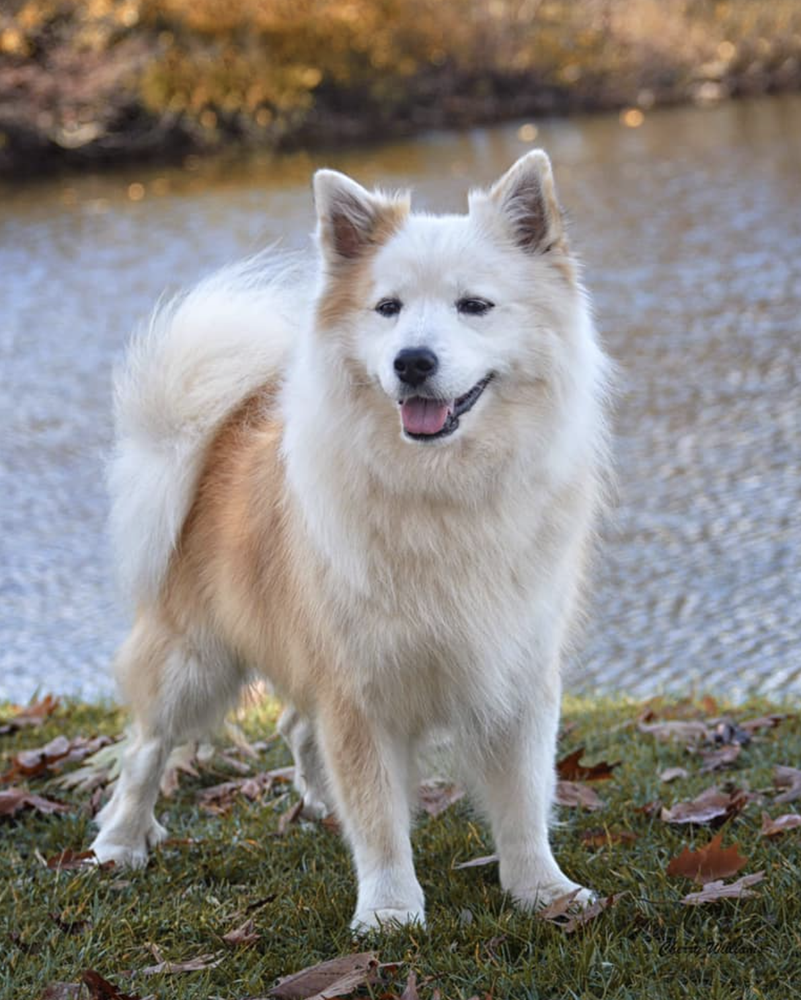 Hidow Thrymheim's Tryggur | Icelandic Sheepdog 