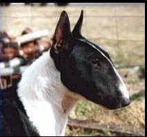 Schardale Miss Rodeo Queen | Miniature Bull Terrier 