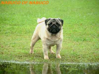 NABUCO'S OF NABUCO | Pug 