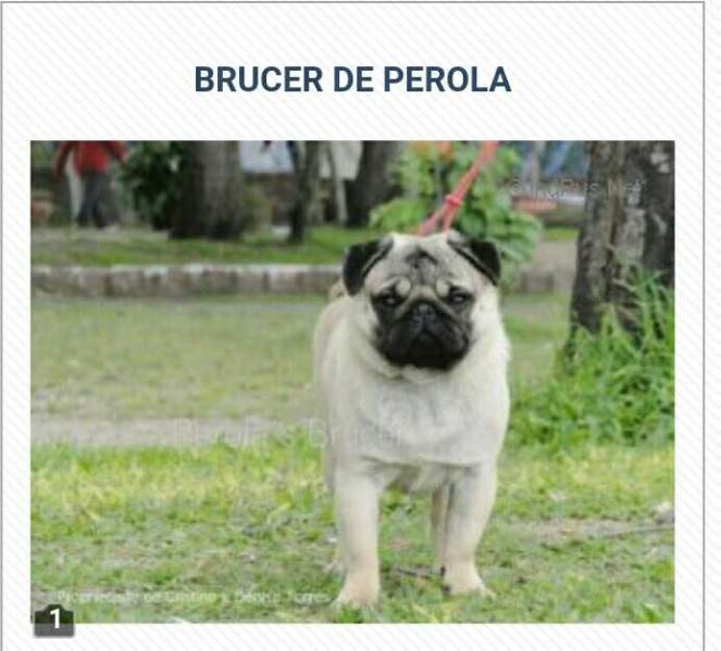 Perola's Brucer | Pug 