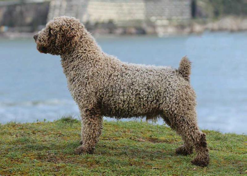 Del Tibio White Label | Spanish Water Dog 