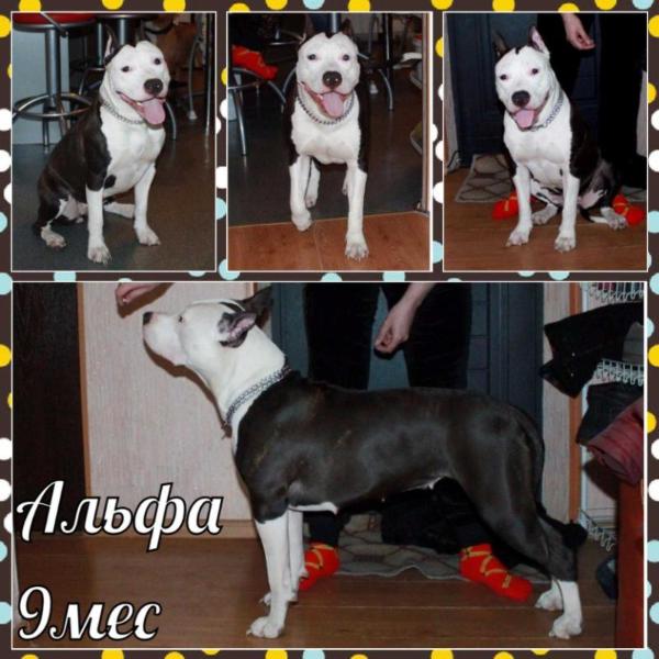 Moya Oda Yavnaya Roskosh' | American Staffordshire Terrier 